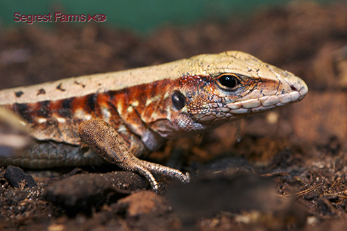 picture of Tiger Ameiva Med                                                                                     Ameiva undulata