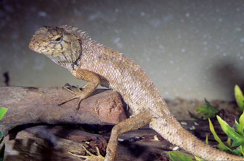 picture of Vietnamese Calote Lizard Med                                                                         Calotes versicolor