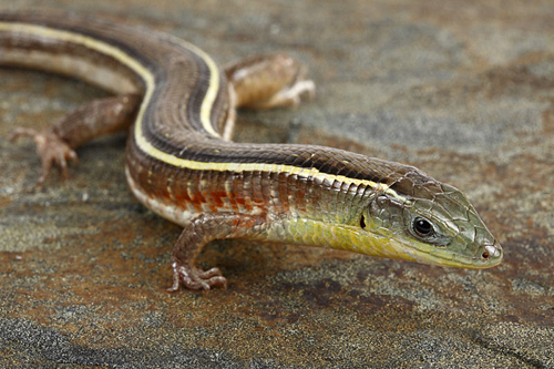 picture of Yellow Throat Plated Lizard Med                                                                      Gerrhosaurus flavigularis