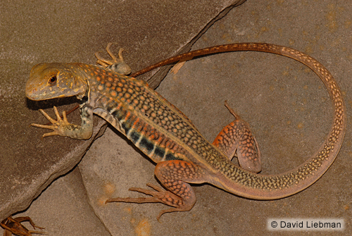 picture of Dwarf Agama Sml                                                                                      Agama sp.