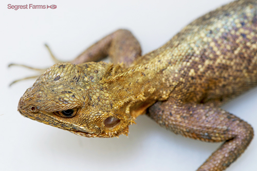 picture of Red Headed Agama Tanzania Sml                                                                        Agama agama