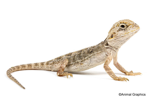 picture of Hypomelanistic Bearded Dragon Bby                                                                    Pogona vitticeps