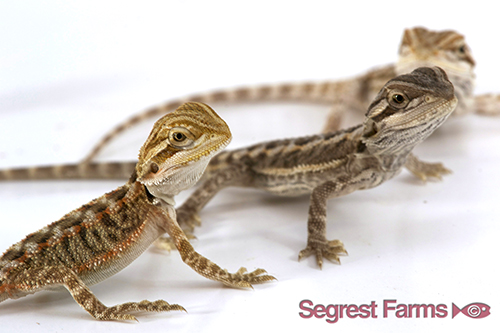 picture of Assorted Bearded Dragon Bby                                                                          Pogona vitticeps