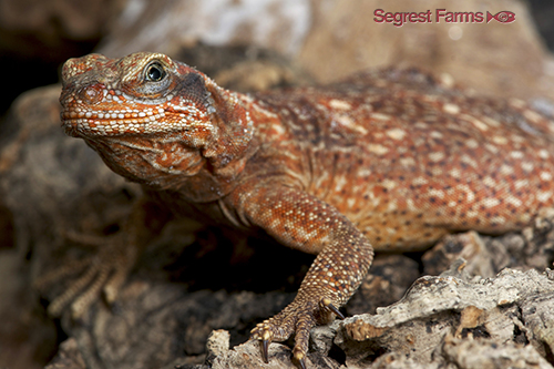picture of Western Chuckwalla Lizard Med                                                                        Sauromalus ater