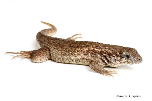 picture of Bahama Curlytail Lizard Sml                                                                          Leiocephalus carinatus