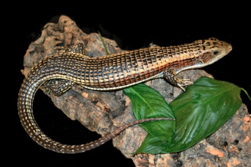 picture of Plated Lizard Sml                                                                                    Gerrhosaurus sp.