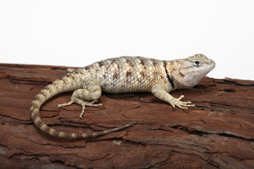 picture of Spiny Desert Lizard Lrg                                                                              Sceloporus cyanogenys