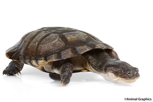 african sideneck turtle 4 6 med pelusios subniger segrest farms african sideneck turtle 4 6 med pelusios subniger segrest farms