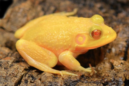 picture of Albino Bullfrog Sml                                                                                  Rana catesbeiana