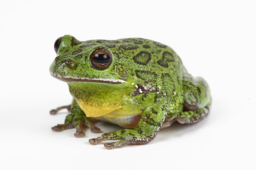 picture of Barking Tree Frog Med                                                                                Hyla gratiosa