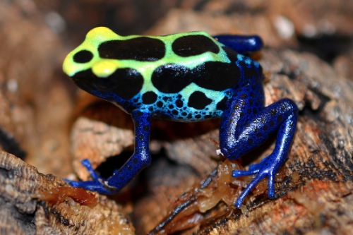 picture of Cobalt Tinctorius Poison Dart Frog Sml                                                               Dendrobates tinctorius