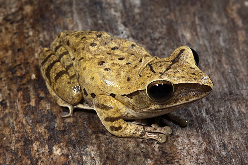 picture of Golden Gliding Tree Frog Med                                                                         Polypedates leucomystax