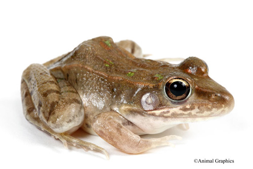 picture of Leopard Frog Med                                                                                     Rana sphenocephala