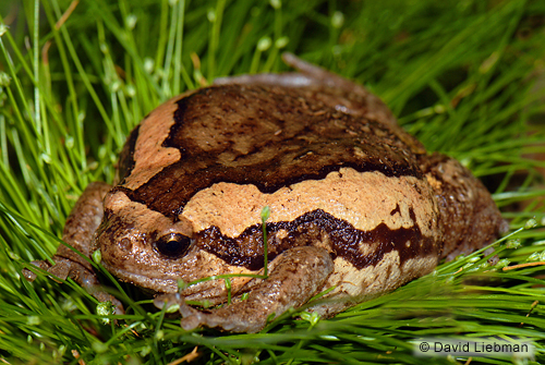 picture of Painted Chubby Frog Med                                                                              Kaloula pulchra