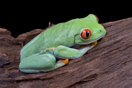 picture of Red Eye Tree Frog B Grade Med                                                                        Agalychnis callidryas