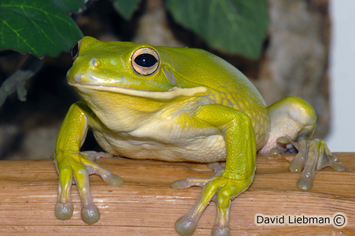 picture of White Lipped Tree Frog Lrg                                                                           Litoria infrafrenata