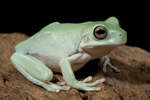 picture of White's Tree Frog CBB Sml                                                                            Litoria caerulea