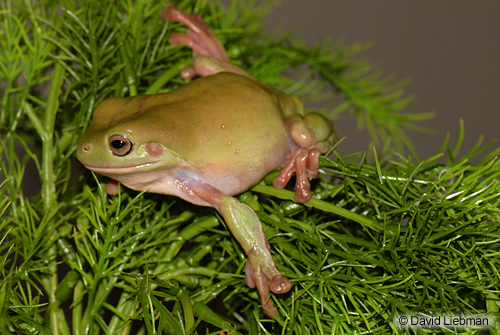 picture of White's Tree Frog Med                                                                                Litoria caerulea