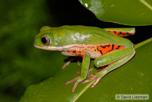 picture of Tiger Leg Tree Frog Sml                                                                              Phyllomedusa hypochondrialis