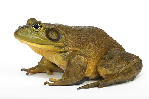 picture of Bull Frog Lrg                                                                                        Lithobates catesbeianus