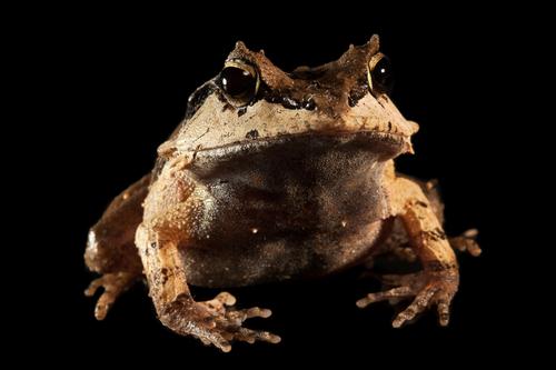 picture of Eyelash Horned Frog Med                                                                              Ceratobatrachus guentheri