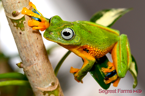 picture of Blue Webbed Gliding Frog Sml                                                                         Rhacophorus reinwardtii