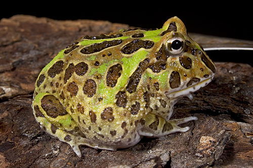 picture of Argentine Horned Frog Lrg                                                                            Ceratophrys ornata