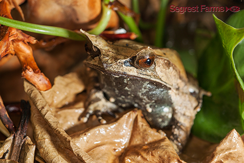 picture of Malaysian Leaf Frog Sml                                                                              Megophrys nasuta