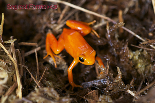 picture of Gold Mantella Sml                                                                                    Mantella aurantiaca