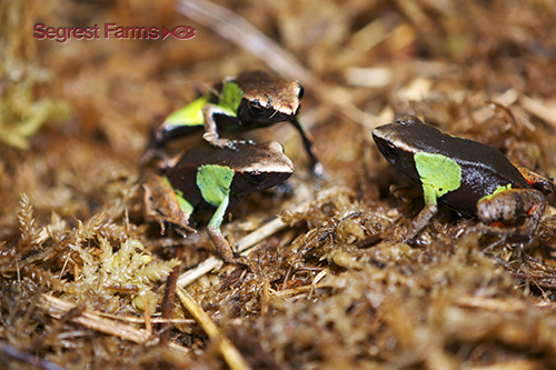 picture of Beautiful Mantella Sml                                                                               Mantella pulchra