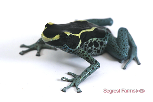 picture of Powder Blue Tinctorius Poison Dart Frog Sml                                                          Dendrobates tinctorius