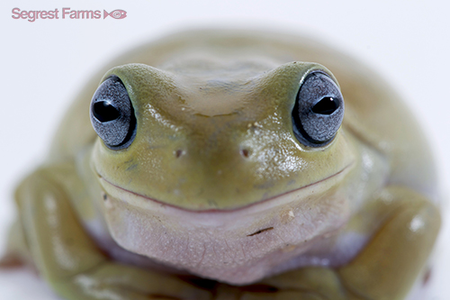 picture of Blue Eye White's Tree Frog CB Sml                                                                    Litoria caerulea