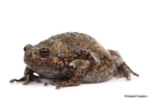 picture of Javanese Bullfrog Sml                                                                                Kaloula baleata