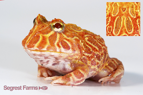 picture of Strawberry Pineapple Pac Man Frog Med                                                                Ceratophyrs cranwelli