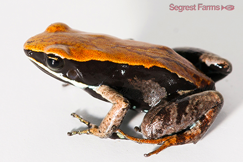 picture of Bronze Mantella Sml                                                                                  Mantella betsileo