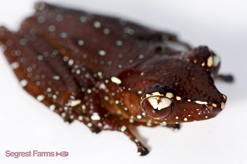 picture of White Spotted Tree Frog Sml                                                                          Nyctixalus pictus