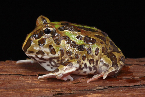 picture of Green Pac Man Frog Sml                                                                               Ceratophrys cranwelli