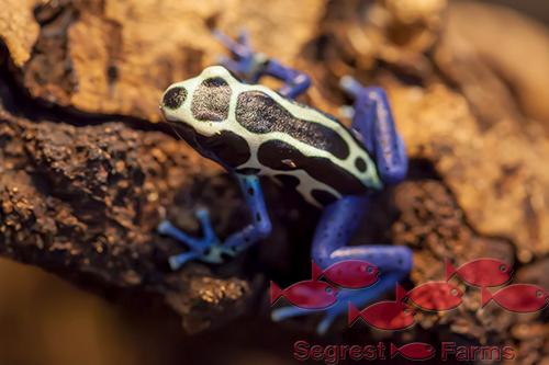 picture of Oyapock Tinctorius Poison Dart Frog Sml                                                              Dendrobates tinctorius