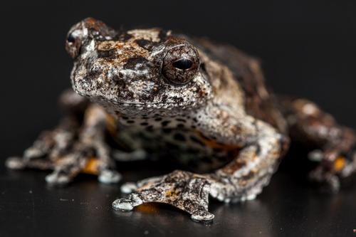 picture of Marbled Tree Frog Sml                                                                                Dendropsophus marmoratus