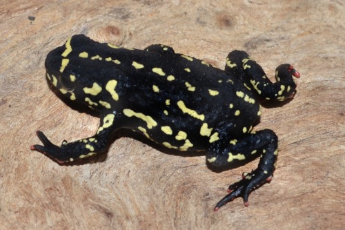 picture of Bumblebee Toad Med                                                                                   Melanophryniscus stelzneri