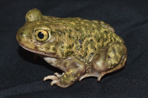 picture of Couchs Spadefoot Toad Med                                                                            Scaphiopus couchi