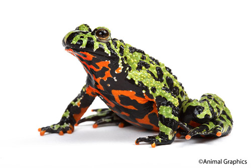 picture of Firebelly Toad Med                                                                                   Bombina orientalis