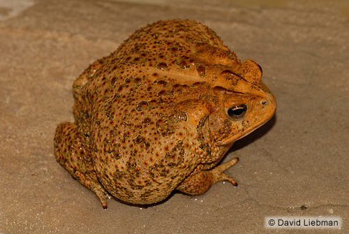 picture of Gulf Coast Toad Florida Sml                                                                          Anaxyrus woodhousii