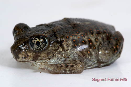 picture of Eastern Spadefoot Toad Sml                                                                           Scaphiopus holbrookii