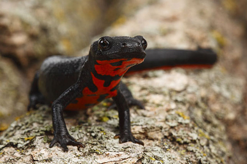 picture of Fire Belly Newt Lrg                                                                                  Cynops pyrrhogaster