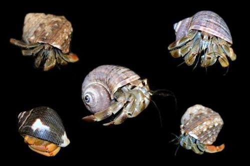 picture of Ecuadorian Hermit Crab Med                                                                           Coenobita clypeatus