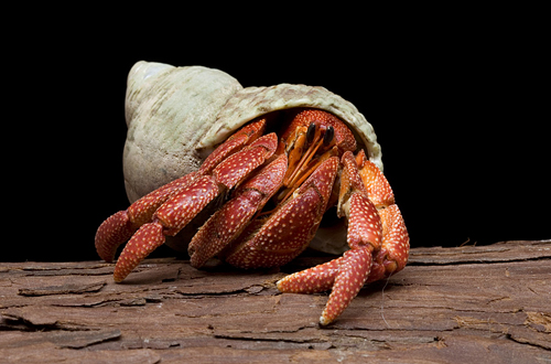 picture of Strawberry Hermit Crab Lrg                                                                           Coenobita perlatus