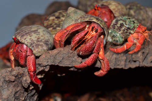 picture of Strawberry Hermit Crab Xlg                                                                           Coenobita perlatus