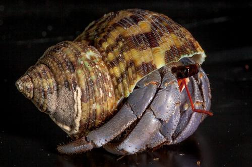 picture of Blueberry Hermit Crab Med                                                                            Coenobita purpureus