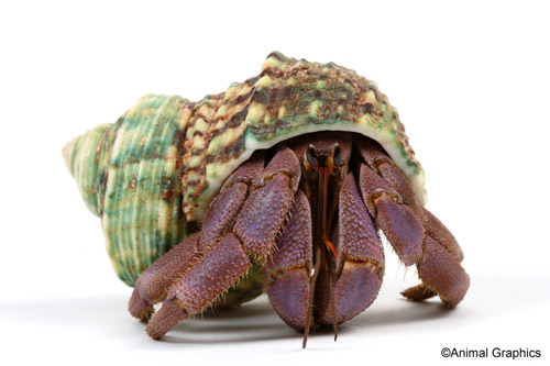 picture of Blueberry Hermit Crab Lrg                                                                            Coenobita purpureus